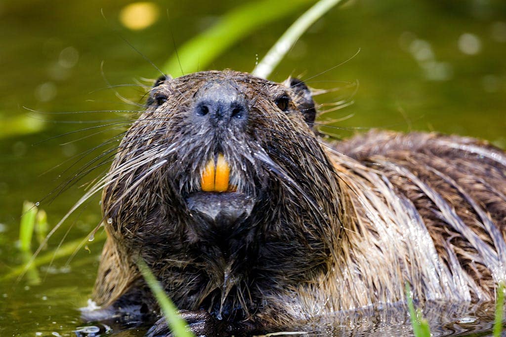 Close-up view of a beaver in its natural habitat, showcasing its prominent front teeth, dense fur, and sleek, water-resistant coat. The beaver's dark eyes and sensitive whiskers are visible, highlighting its keen sense of awareness.