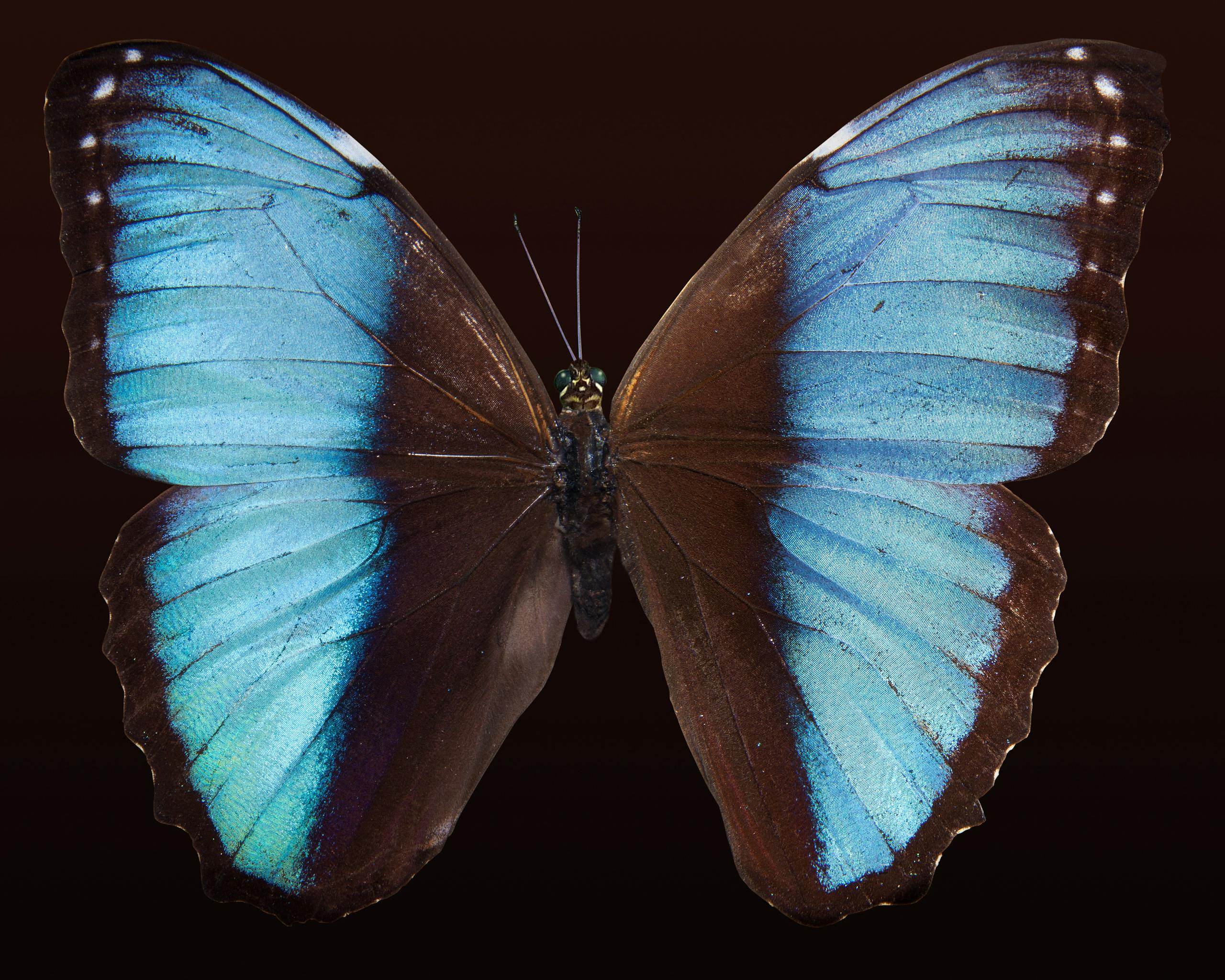 A Blue Morpho butterfly with its wings open wide, showcasing vibrant, iridescent blue hues. The butterfly rests on a green leaf, which contrasts with the brilliant blue of its wings. The background is a blur of green foliage, emphasizing the butterfly's striking appearance.