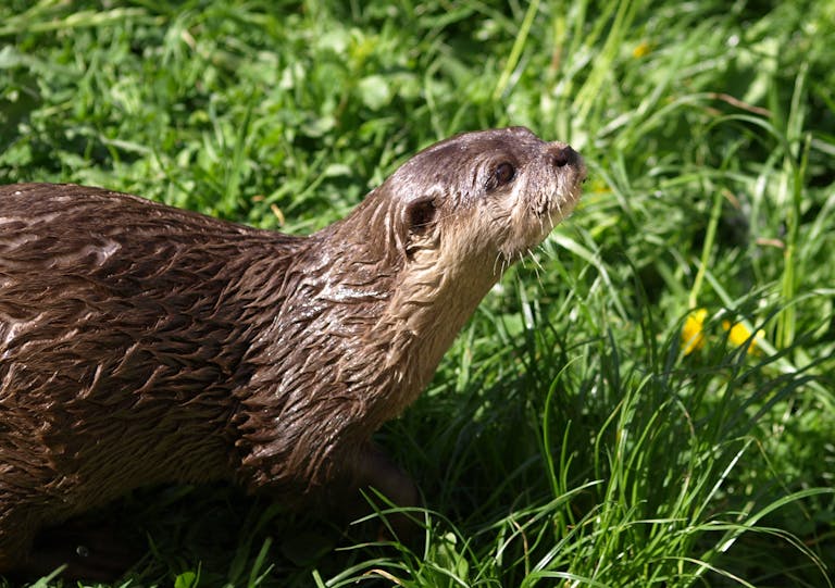 Brown otter resting peacefully on lush green grass, with its fur glistening under the sunlight. The otter's whiskers are visible, and its eyes are closed, conveying a sense of tranquility in a natural outdoor setting. Image used for the article spirit animal for january.