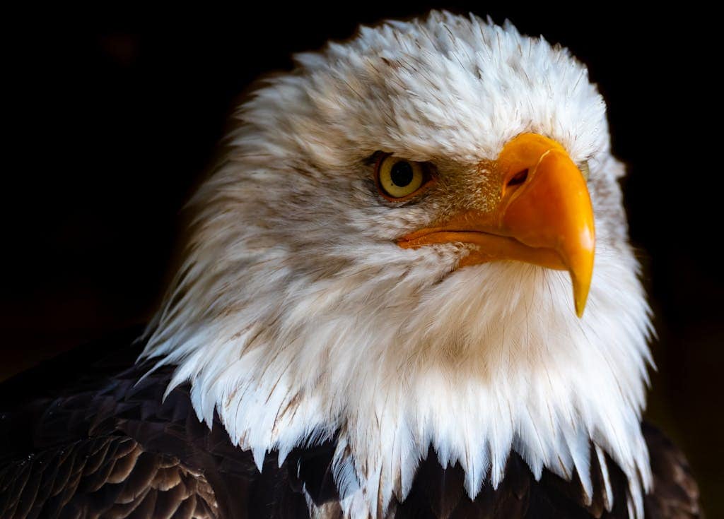 Animals that Represent Freedom in Spirituality Close-up photo of an eagle showing intricate details of its feathers, beak, and intense eyes. The eagle's majestic presence is captured with sharp clarity, highlighting its powerful gaze and distinctive plumage patterns.
