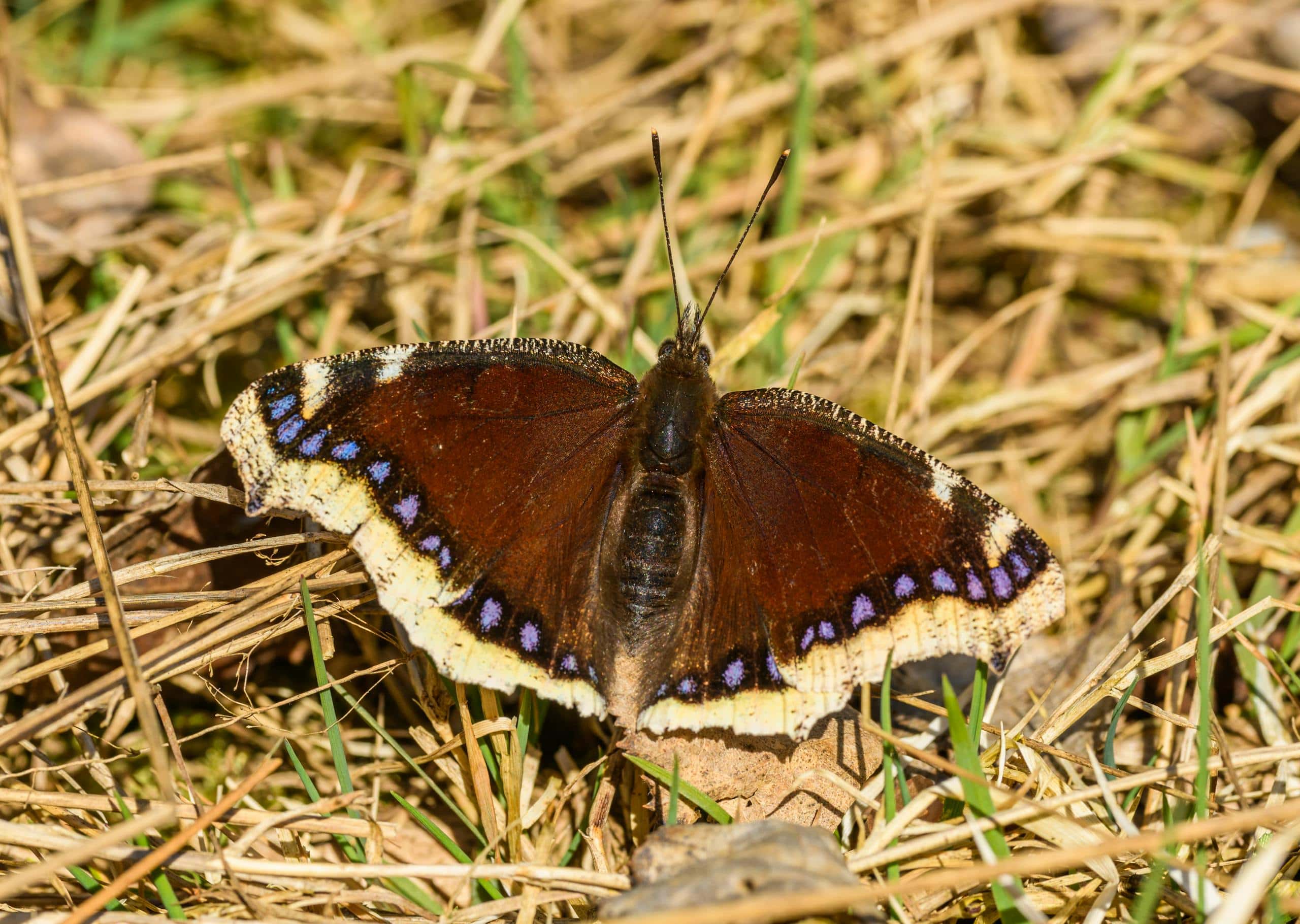 Mourning Cloak butterfly with its wings spread out, resting on the ground. The butterfly's wings are dark brown with a distinctive yellow border and small blue spots near the edges. Image used for the article Mourning Cloak Butterfly Symbolism.
