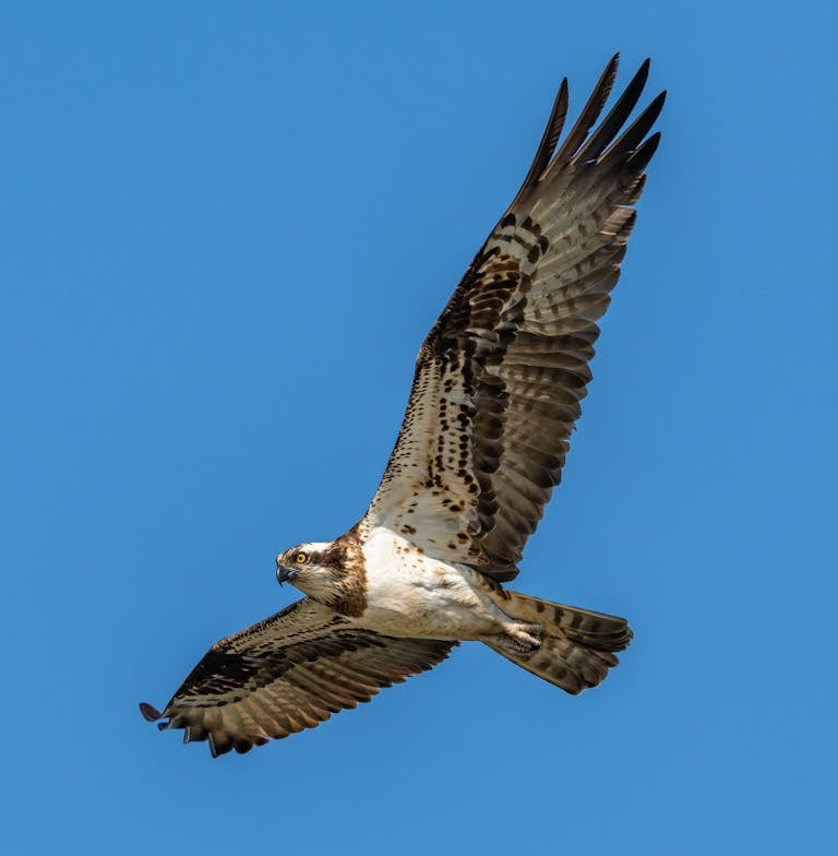 An osprey soars gracefully against a clear blue sky, its wings spread wide and feathers splayed, with its sharp talons tucked beneath its body. The bird's white underbelly and head contrast with its dark brown wings and back. Image used for the article Spiritual Meaning of Osprey.