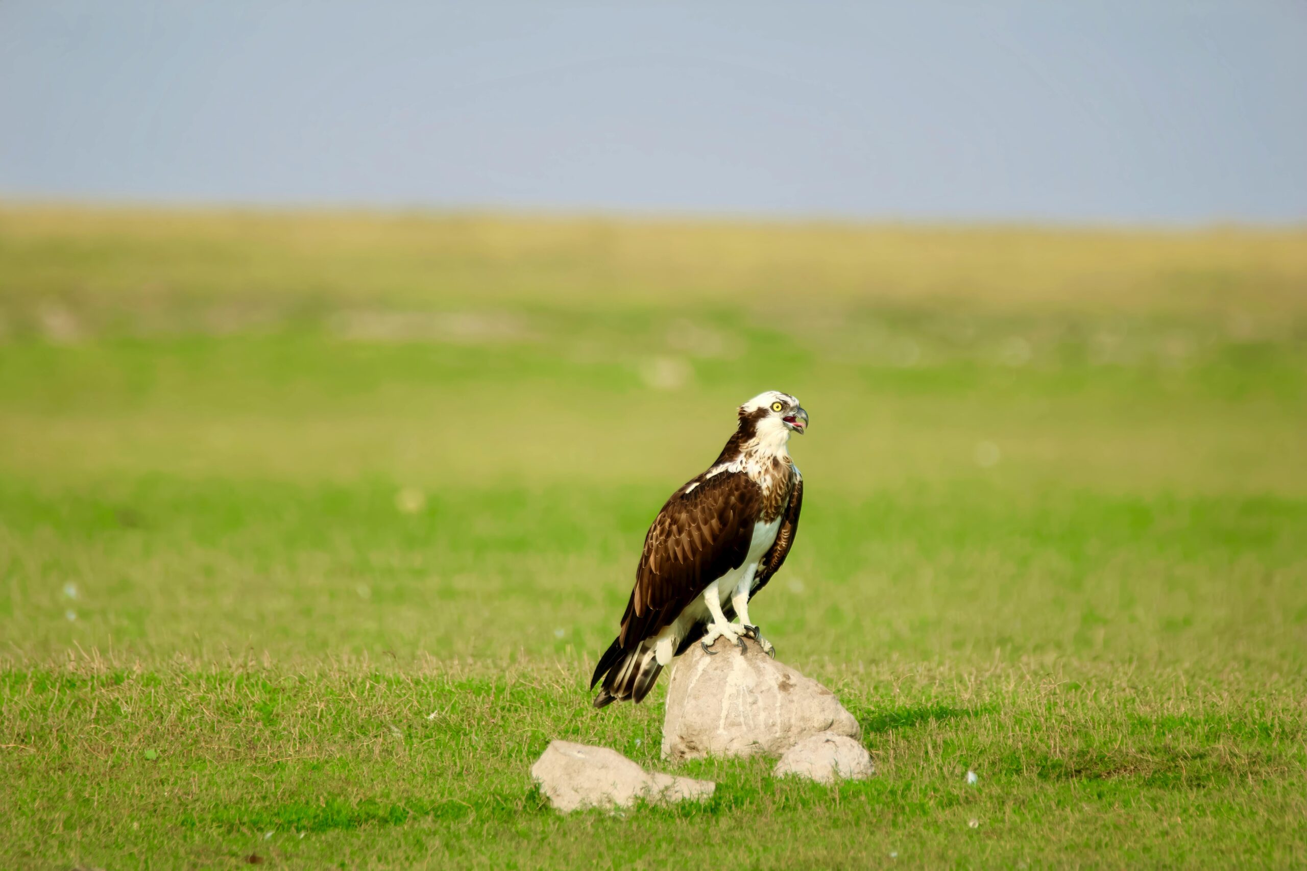 Spiritual Meaning of Osprey, Symbolism, Power, and Totem An osprey stands perched on a rock in the middle of a vast grassy field. The bird's sharp eyes and hooked beak are prominent as it gazes to the side. Its dark brown wings contrast with its white head and underparts, and the green expanse of the field stretches out to a hazy horizon under a pale blue sky. Image used for the article Spiritual meaning of osprey.