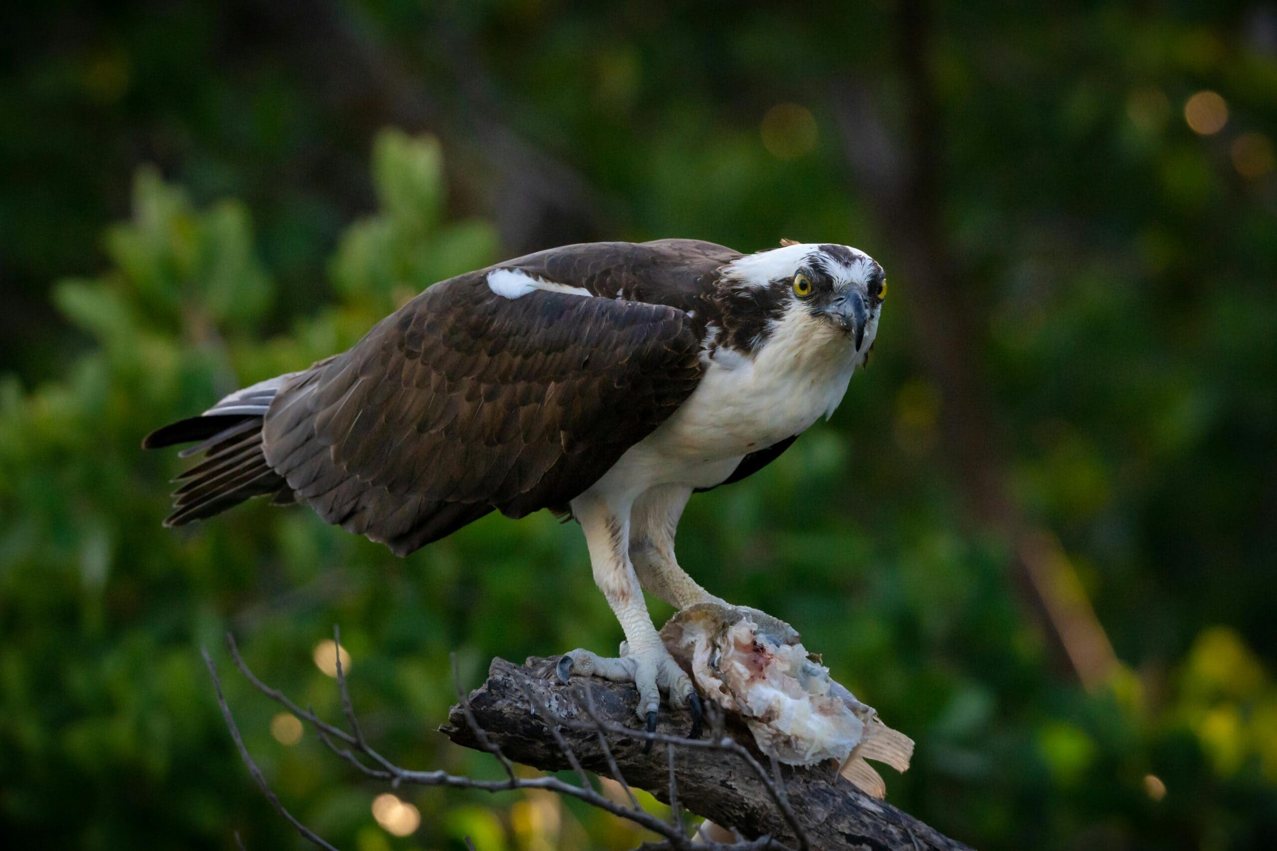 Spiritual Meaning of Osprey, Symbolism, Power, and Totem An osprey with striking yellow eyes and a distinctive white and brown plumage is perched on a branch. It holds a partially eaten fish with its talons, focusing intently on its surroundings. The background is a blur of green foliage, highlighting the bird and its prey.