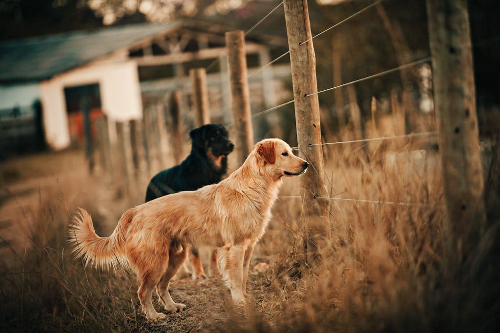 An image of two dogs stands near a wooden fence in a grassy area. The dog in the foreground, a brown and white beagle, looks intently through a gap in the fence. 