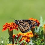 Selective focus photograph of a Monarch butterfly perched on a marigold flower. The butterfly's orange and black patterned wings are vividly detailed against the soft, blurred background. The bright yellow marigold petals contrast beautifully with the butterfly's colors, drawing attention to the delicate scene.