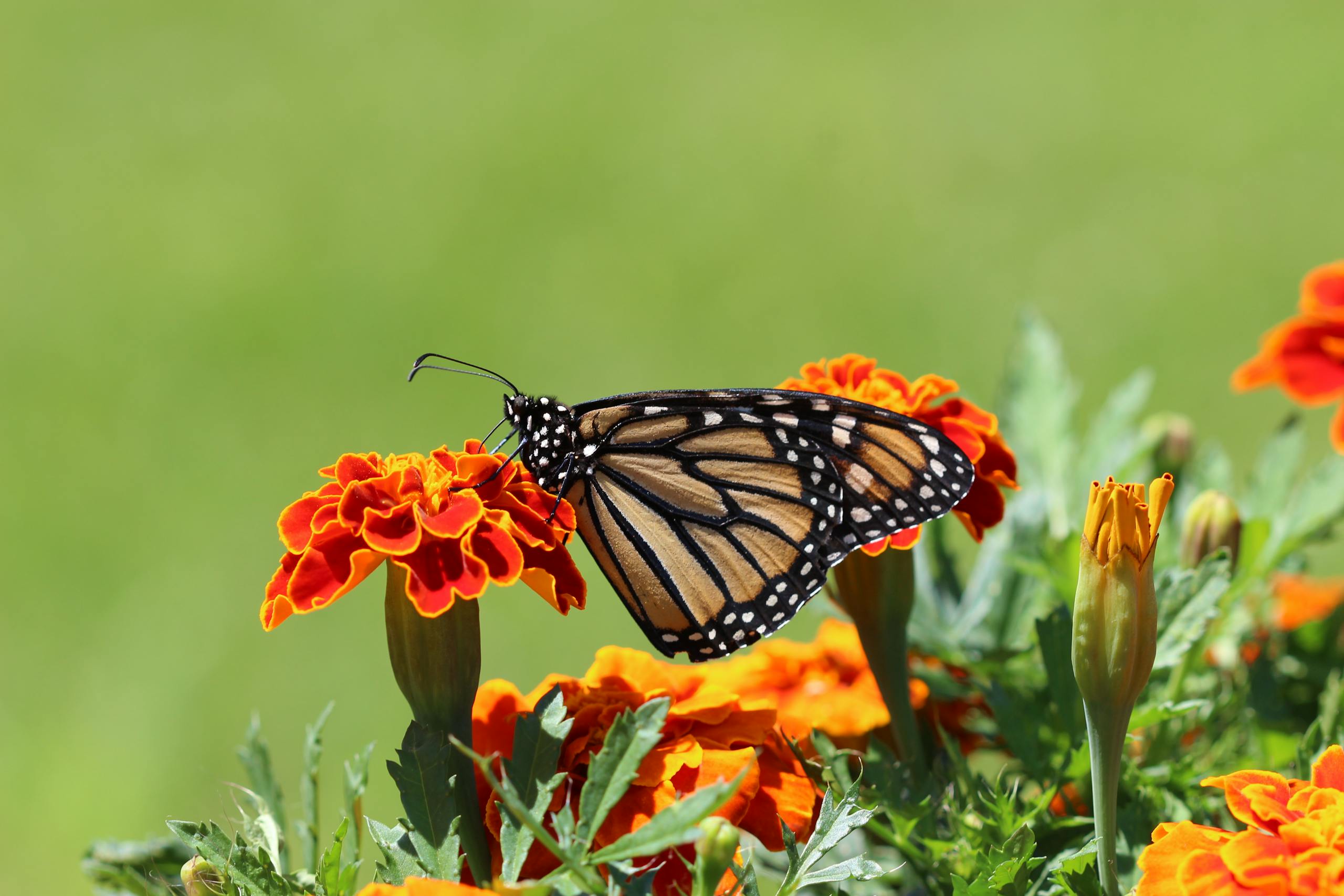 Selective focus photograph of a Monarch butterfly perched on a marigold flower. The butterfly's orange and black patterned wings are vividly detailed against the soft, blurred background. The bright yellow marigold petals contrast beautifully with the butterfly's colors, drawing attention to the delicate scene.