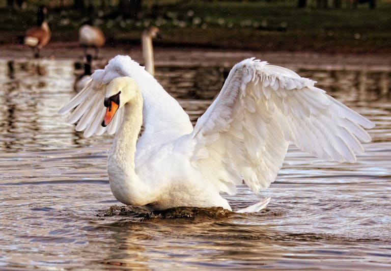 Image of a graceful white swan floating serenely on calm water, its reflection visible below. Image used for the article animals that represent love.