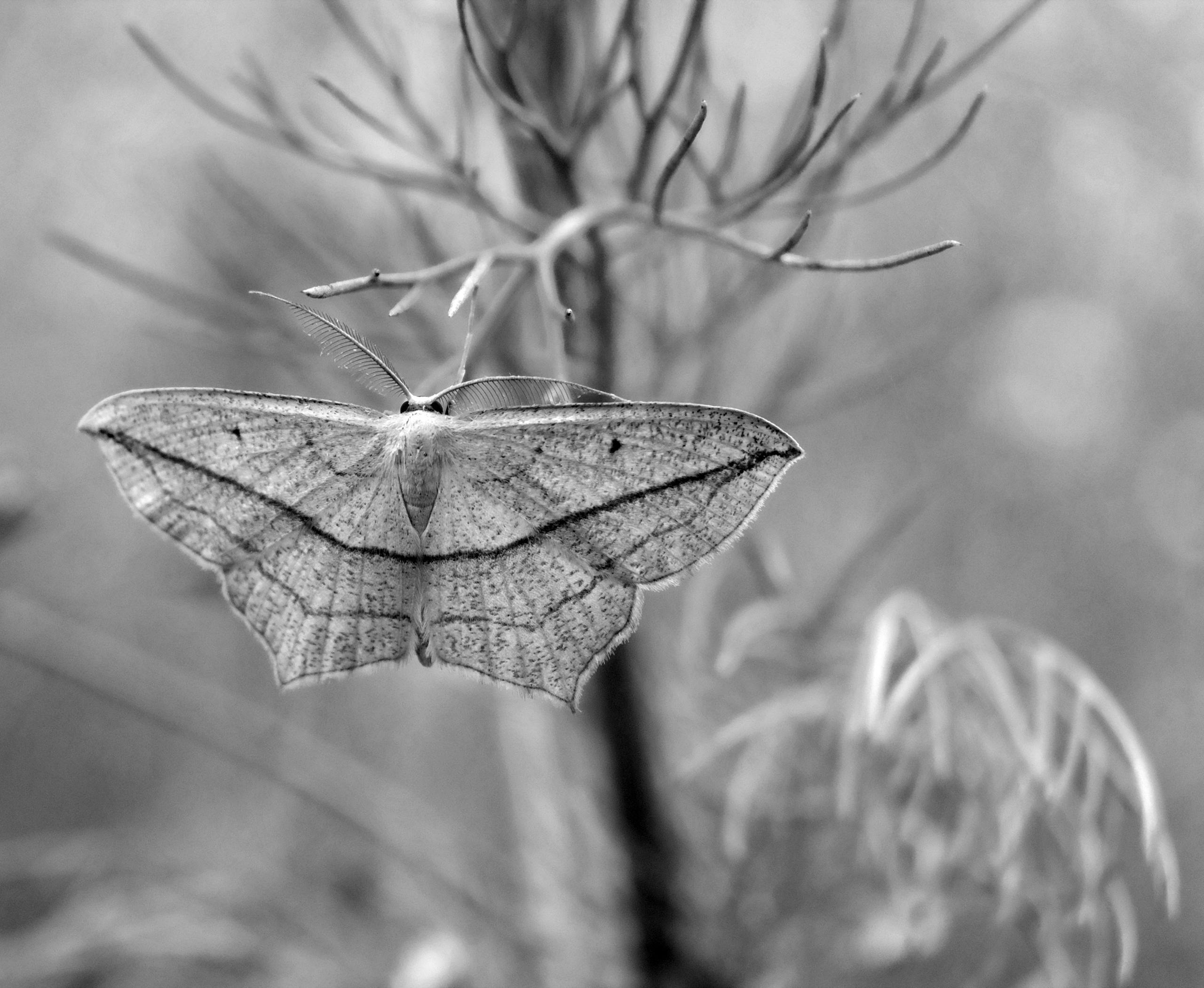 An intricate close-up image of a white moth with its wings fully spread, showcasing a delicate pattern of crimson and ivory veins running through its pale, translucent wings. The moth's body is slender and softly textured, blending seamlessly with its elegant wings. The background is a lush green, providing a vivid contrast that highlights the moth's vibrant colors and delicate features. The veins on the wings resemble a fine network of capillaries, adding to the moth's ethereal beauty. Image used for the article symbolism of a white moth.
