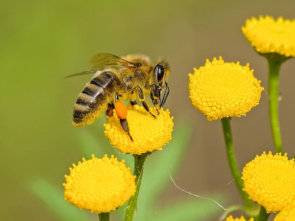 A close-up photograph captures a brown and black bee perched on the vibrant yellow petals of a flower. The bee is actively collecting nectar, with its tiny legs gripping the flower and its wings slightly blurred, indicating movement. The intricate details of the bee's body, including its striped abdomen and delicate wings, are visible. Image used for the article what do bees symbolize.