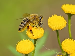 A close-up photograph captures a brown and black bee perched on the vibrant yellow petals of a flower. The bee is actively collecting nectar, with its tiny legs gripping the flower and its wings slightly blurred, indicating movement. The intricate details of the bee's body, including its striped abdomen and delicate wings, are visible. Image used for the article what do bees symbolize.