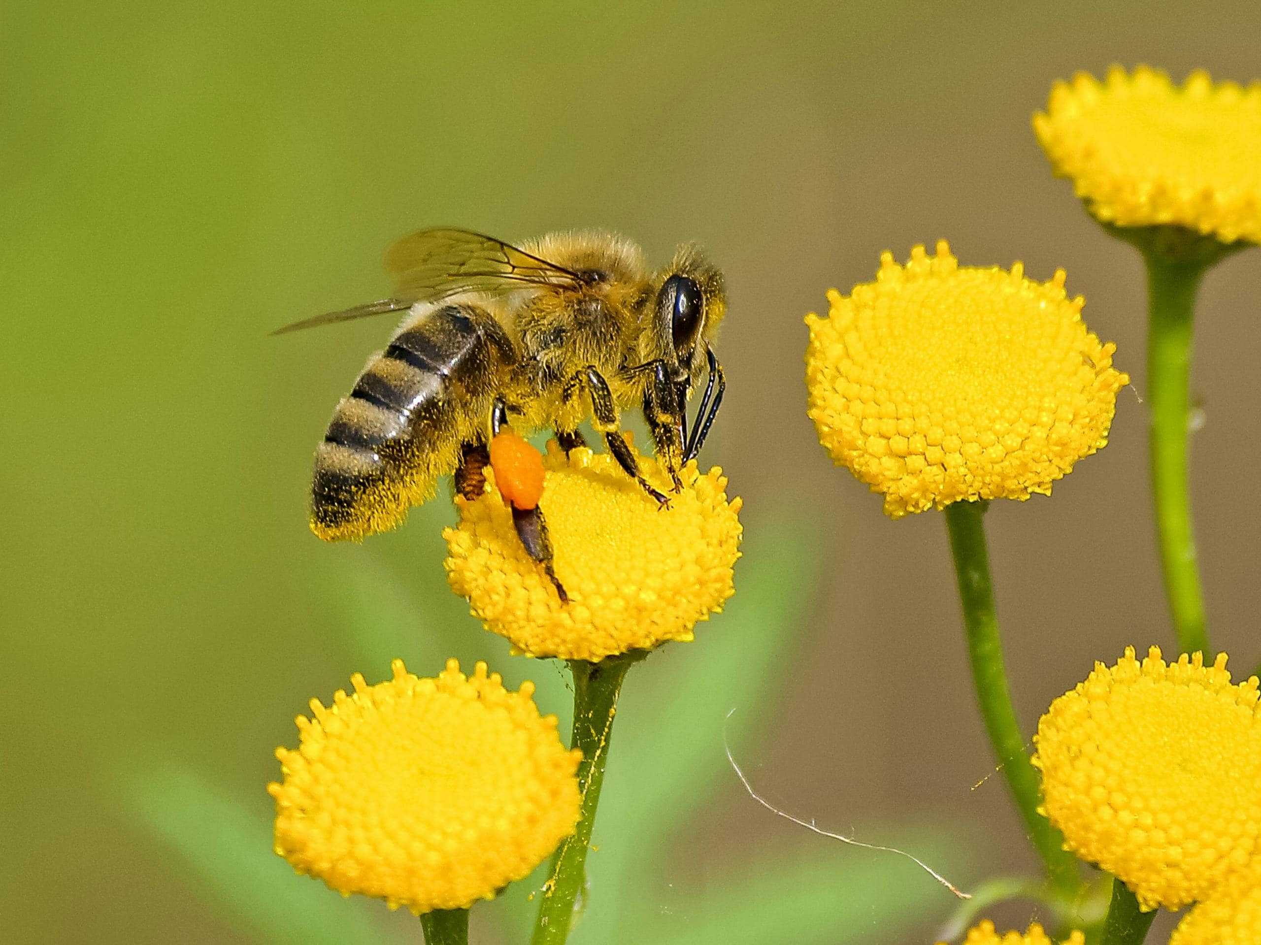 A close-up photograph captures a brown and black bee perched on the vibrant yellow petals of a flower. The bee is actively collecting nectar, with its tiny legs gripping the flower and its wings slightly blurred, indicating movement. The intricate details of the bee's body, including its striped abdomen and delicate wings, are visible. Image used for the article what do bees symbolize.
