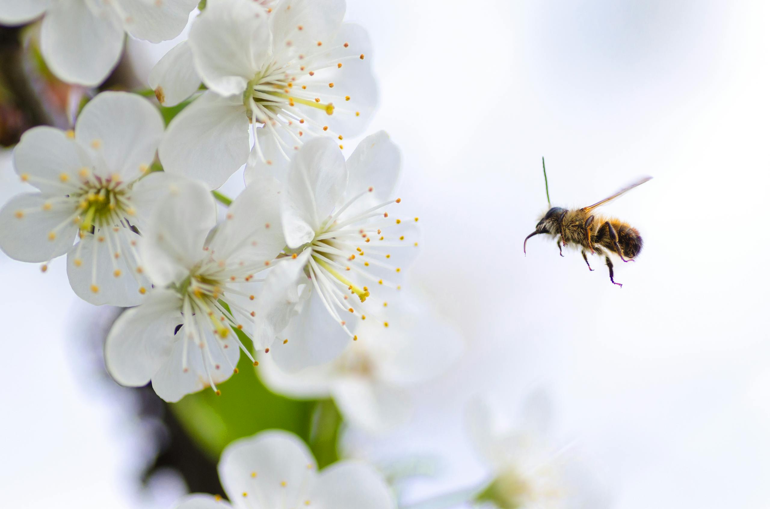 A brown bee is captured mid-flight against a blurred natural background. Its wings are a blur of motion, indicating rapid movement as it hovers. The bee's body shows detailed textures, including its furry thorax and segmented abdomen. The sunlight highlights the delicate transparency of its wings, adding a dynamic feel to the image.