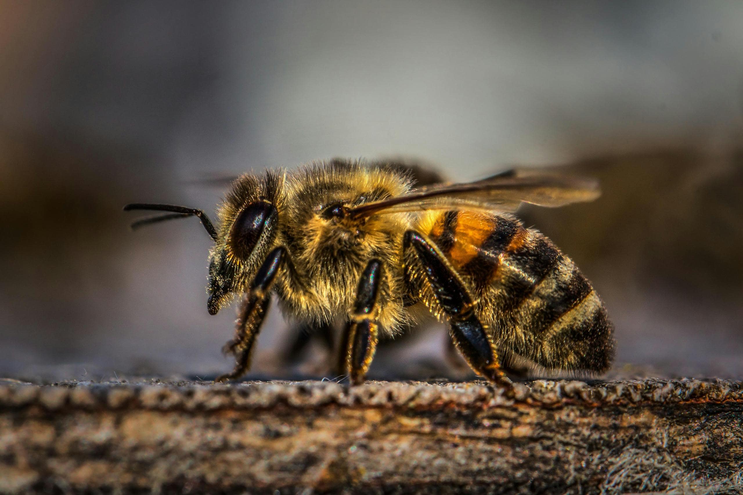 Bumblebee Symbolism: Spiritual Meaning, Power, Spirit Animal & More A bumblebee with its distinctive black and yellow striped body is resting on a piece of weathered wood. The bee's fuzzy appearance is clearly visible, with its tiny legs and delicate wings folded close to its body. The rough texture of the wood, with its cracks and grooves, contrasts with the soft, velvety look of the bumblebee.