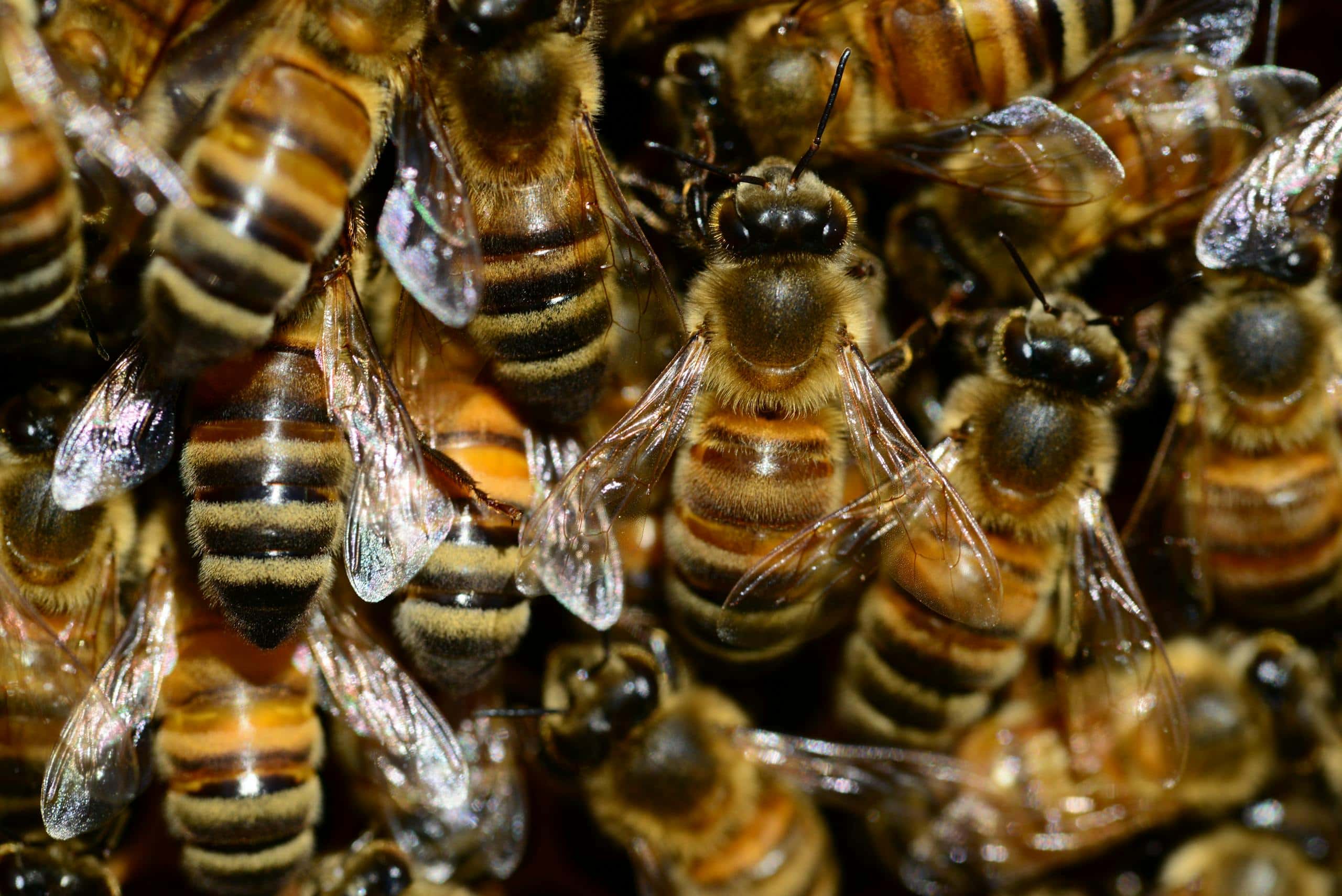 A group of honey bees is clustered together on a honeycomb. The bees are busy working, with some tending to the hexagonal cells filled with golden honey and others navigating the intricate structure. The detailed patterns of the honeycomb and the bees' fuzzy bodies, striped in shades of brown and black, are clearly visible. Their translucent wings catch the light, adding a shimmering effect to the bustling scene within the hive.