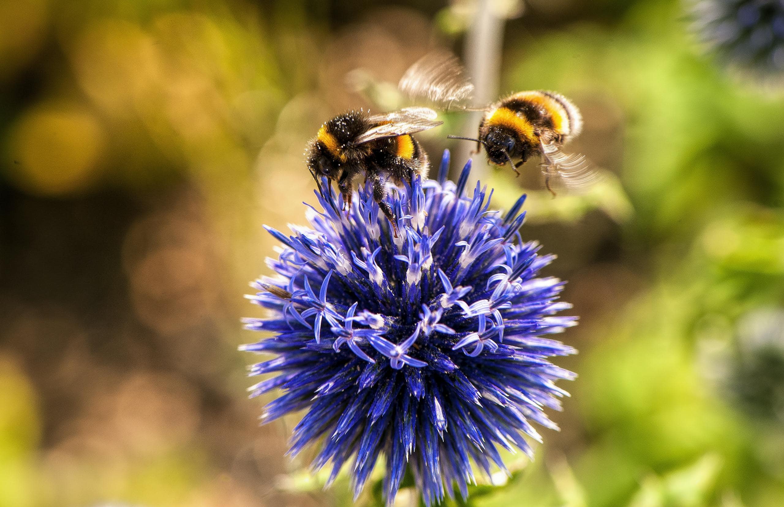 Bumblebee Symbolism: Spiritual Meaning, Power, Spirit Animal & More Two bees, with their bodies covered in fine hairs, are perched on a vibrant purple flower. The bees are busily collecting nectar, their wings slightly blurred from motion. The flower's petals are open wide, showcasing a rich, deep purple hue with delicate veins running through them. The scene is set against a background of lush green foliage, highlighting the contrast between the flower and its surroundings. Image used for the article bumblebee symbolism.