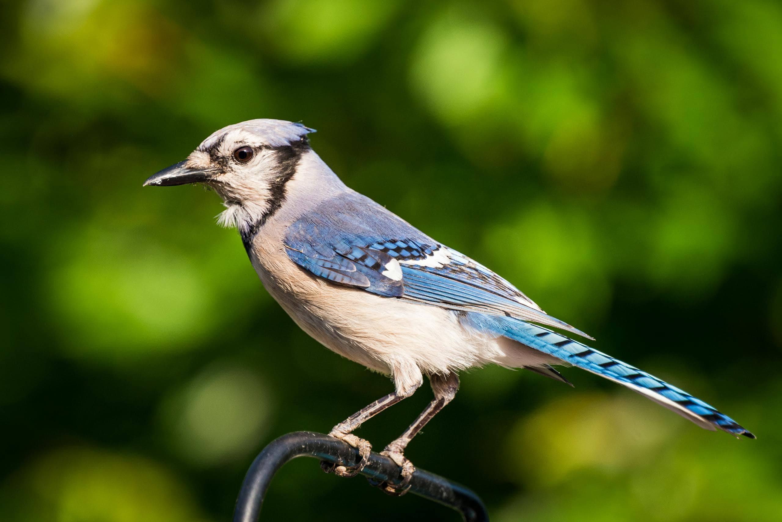 Blue Jay Spiritual Meaning and Symbolism: Everything you need to know A Blue Jay perched on a metal pole, its vivid blue and white feathers standing out against the gray surface. The bird's sharp beak and alert eyes are prominent as it looks into the distance. The pole’s smooth texture contrasts with the bird's detailed plumage, with a neutral background that keeps the focus on the Blue Jay. Image used for the article blue jay spiritual meaning.