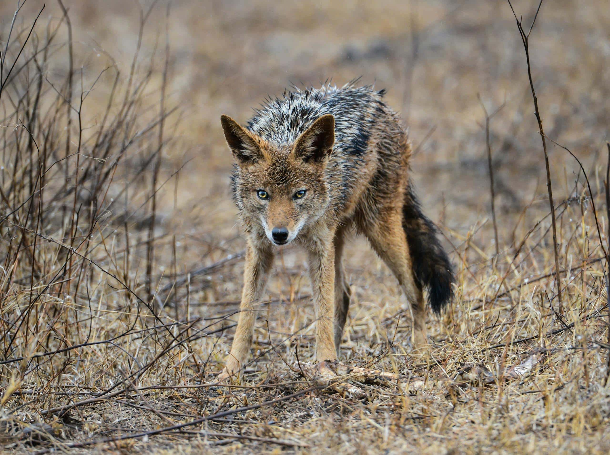 What Animal Represents Bravery? These Courageous Creatures May Surprise You! A coyote standing on a bed of dry, brown grass, its fur a mix of earthy tones.