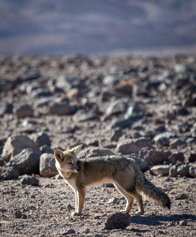A coyote stands on a rocky hillside in the desert, its fur a mix of tan and gray, blending with the rugged, sunbaked terrain. The coyote's stance is alert, with its ears perked and eyes focused on the landscape below. The rocky hillside, dotted with sparse vegetation and surrounded by the arid desert environment, highlights the coyote's adaptability and resilience in harsh conditions.