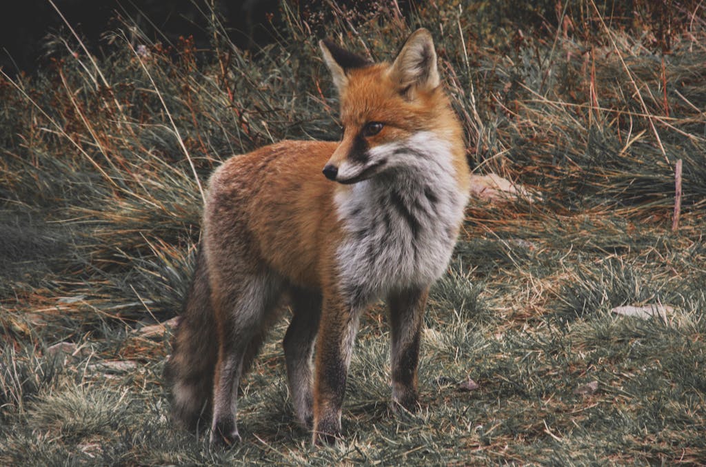 Symbolism and Spiritual Meaning of Fox Spirit Animal A tan and white fox is captured in a photograph, its sleek fur blending shades of tan and white. The fox has alert, pointed ears and sharp, intelligent eyes that gaze intently at its surroundings. Its bushy tail, tipped with white, adds to its graceful appearance. The natural background is softly blurred, highlighting the fox's delicate and agile form as it stands poised in its environment. Image used for the article Spiritual meaning of fox.