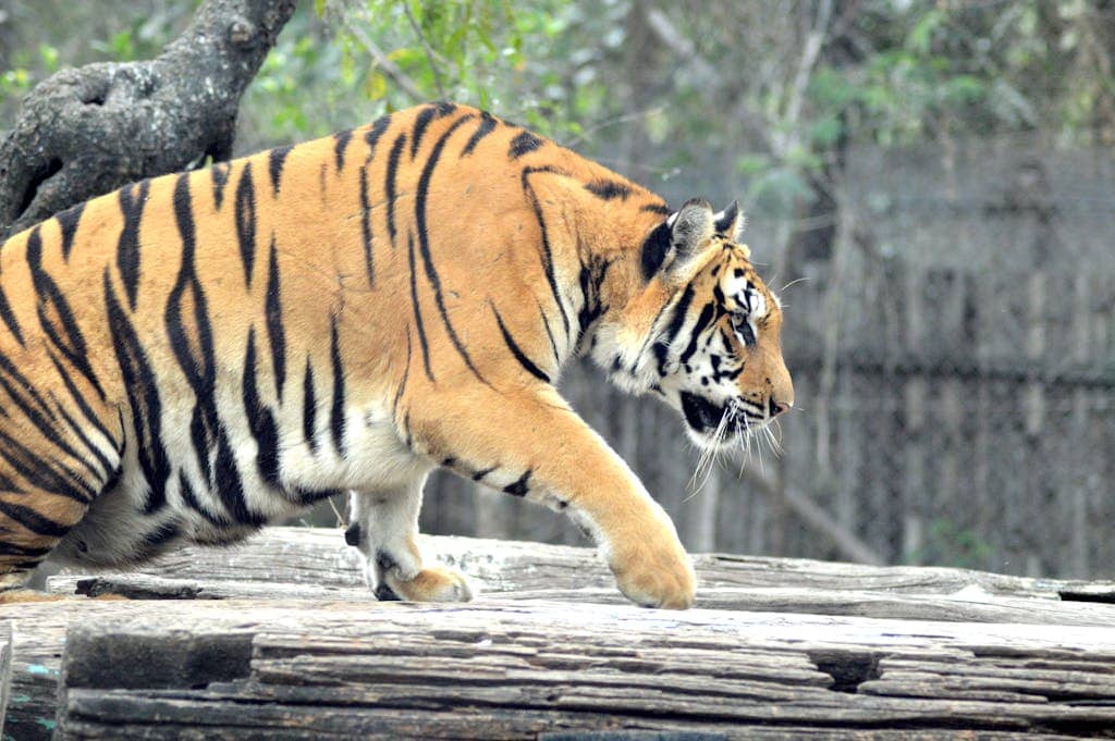 Image used for the article What is My Spirit Animal, take the spirit animal quiz to find out. it's a close-up of a brown tiger, showcasing its piercing eyes and powerful facial features. The tiger's fur is a rich brown color with subtle, darker stripes, creating a unique pattern. Its whiskers are highlighted against its lighter undercoat, and the background is softly blurred, drawing attention to the tiger's strong, captivating gaze. 