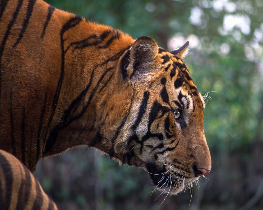 Animals that Represent Freedom in Spirituality Close-up of a tiger, focusing on its intense amber eyes and sharp facial features. The tiger's fur is vividly detailed, with distinct orange and black stripes, and a white undercoat around its muzzle. Its whiskers are long and prominent, while the background is slightly blurred to emphasize the tiger's majestic presence. Image used for the article Tiger Spirit Animal.