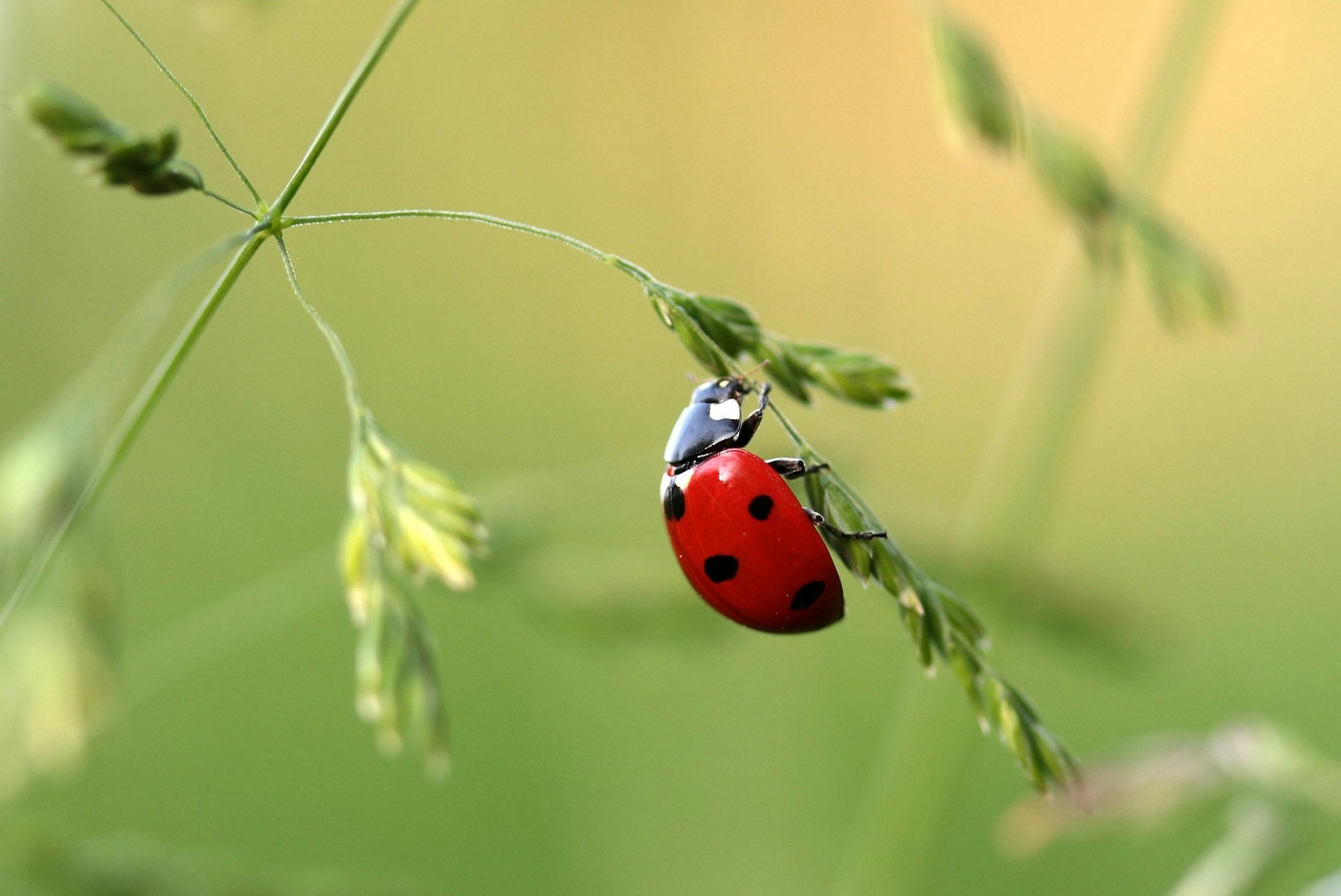 Close-up photo of a bright red ladybug with black spots resting on a green leaf during daytime. The ladybug's round, shiny shell reflects the sunlight, and its tiny legs are visible on the leaf's surface. The leaf is detailed, showing its natural texture and veins. The background is softly blurred, emphasizing the vivid colors and intricate details of the ladybug and leaf.