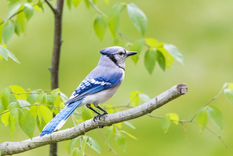 Close-up shot of a Blue Jay perched on a twig, showcasing its vibrant blue feathers with black and white accents. The bird's crest is raised, and its sharp, dark eyes are focused intently, with its beak slightly open. The background is softly blurred, highlighting the Blue Jay's intricate details and the delicate texture of the twig. Image used for the article Blue Jay Spiritual Meaning.