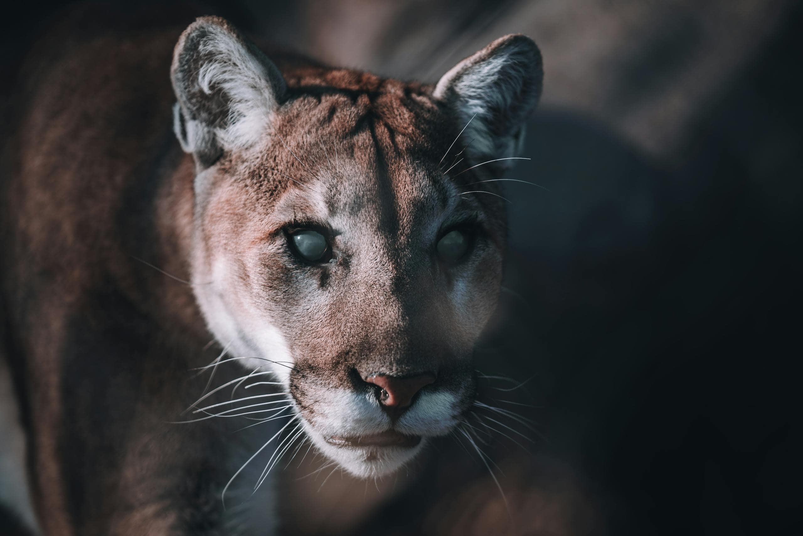 Mountain Lion Spirit Animal: Culture, Tattoo, Totem and Dreams Close-up image of a cougar's face, highlighting its sharp, intense eyes and detailed fur texture. The cougar's tawny coat contrasts with its white muzzle, and its powerful jaws are slightly parted, revealing sharp teeth. The background is blurred, focusing attention on the cougar's strong, majestic features. Image used for the article Mountain Lion Spirit Animal.