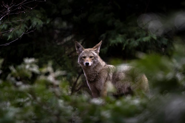 A coyote standing in a sunlit summer field, its coat a blend of sandy browns and grays that reflect the warm season. Image used for the article coyote spirit animal.