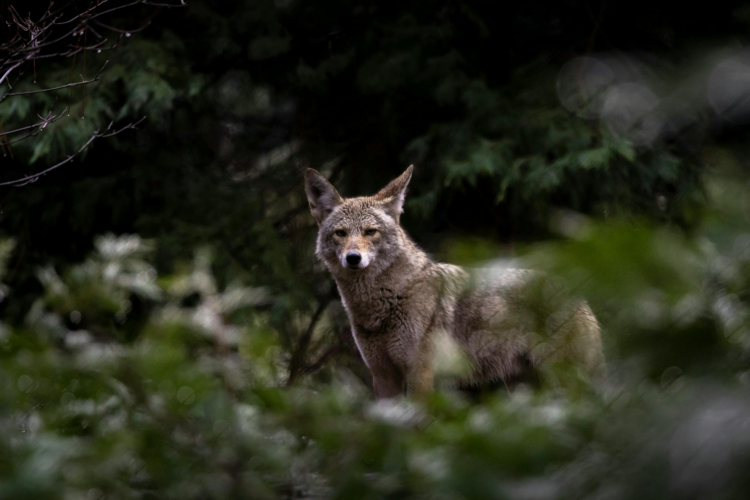 What Does It Mean When You See a Coyote? A coyote standing in a sunlit summer field, its coat a blend of sandy browns and grays that reflect the warm season. The coyote's ears are upright, and its eyes are bright and focused, scanning the surroundings. The summer landscape is lush with tall grasses and scattered wildflowers, creating a vibrant backdrop that emphasizes the coyote's presence in its natural habitat during the warmer months.