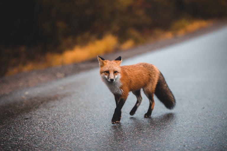 A fluffy fox is walking along an asphalt road, its thick fur appearing soft and voluminous against the hard surface. The fox’s bushy tail and alert stance suggest it is on the move, with its eyes focused ahead. The road's grey, smooth texture contrasts with the fox’s vibrant fur, creating a striking visual as it traverses this urban or rural path. Image used for the article Spiritual meaning of fox.