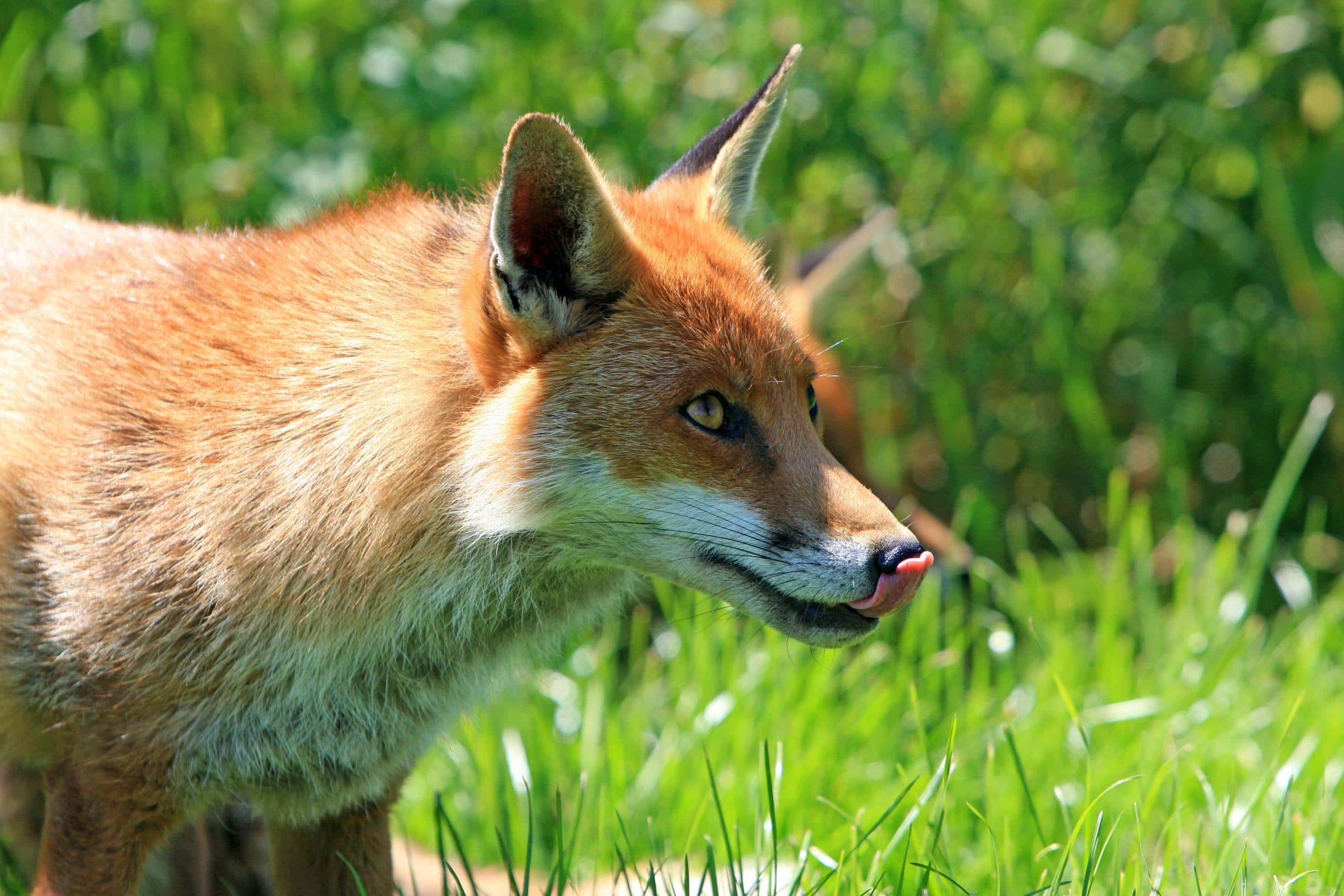 Symbolism and Spiritual Meaning of Fox Spirit Animal A playful fox is sticking out its tongue, adding a whimsical touch to the image. The fox’s fur is a mix of vibrant orange and white, and its expressive eyes are wide and curious. The tongue is prominently visible as it playfully extends out of its mouth. The background is softly blurred, drawing focus to the fox's charming and lively expression.