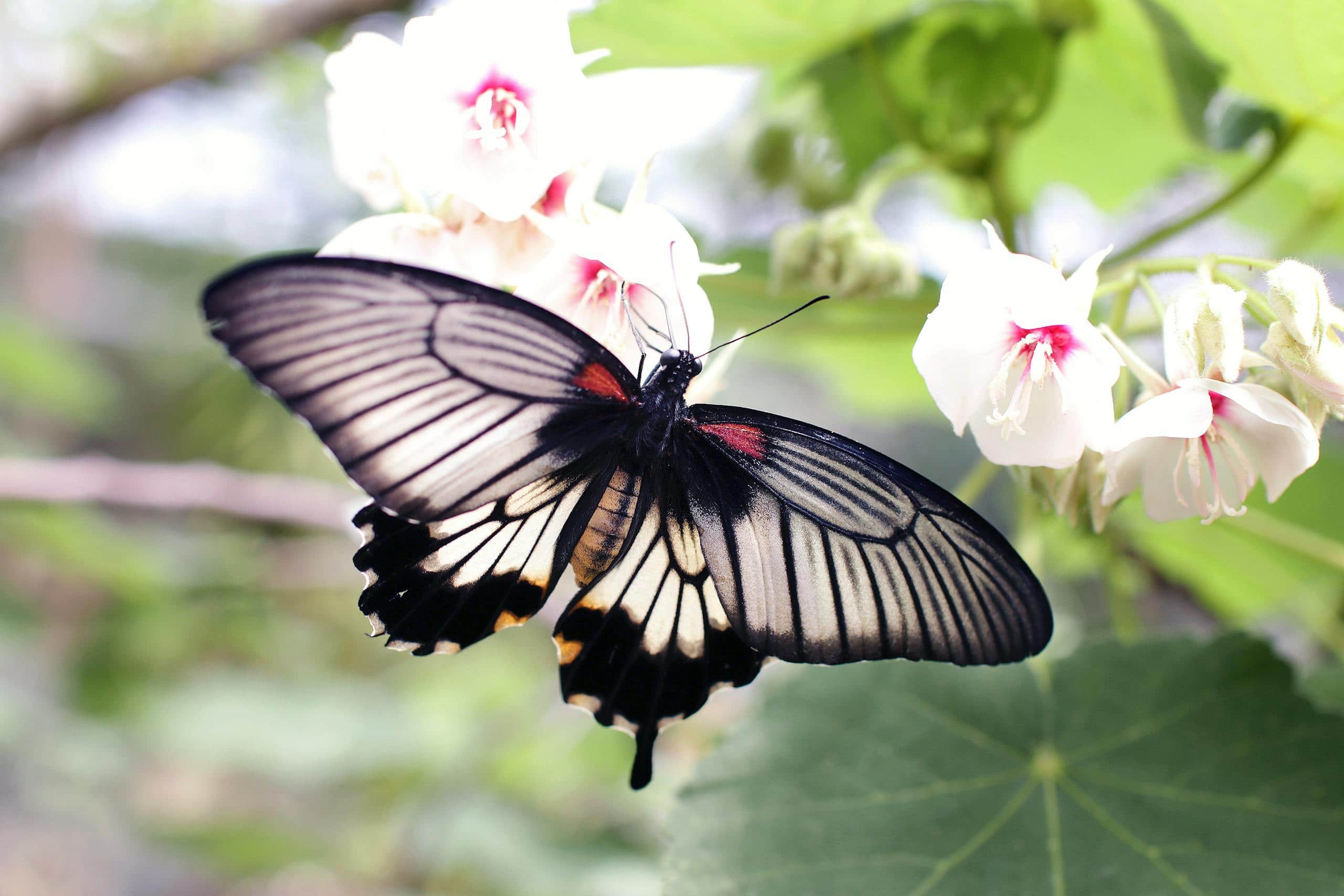 A close-up image of a grey and black butterfly with detailed wing patterns is gently sniffing a white flower. The butterfly's wings contrast subtly with the delicate petals, creating a harmonious scene in a natural setting. Image used for the article