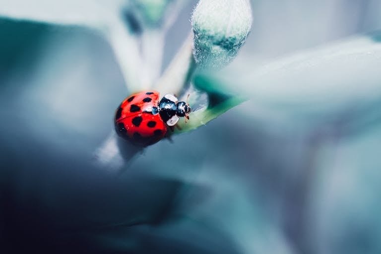 Close-up of a vibrant red ladybug with black spots crawling on a green leaf of a plant. The leaf has a delicate texture, with visible veins, and is slightly curved under the weight of the ladybug. The background is softly blurred, emphasizing the bright colors and details of the ladybug and leaf. Image used for the article Spiritual meaning of ladybugs.
