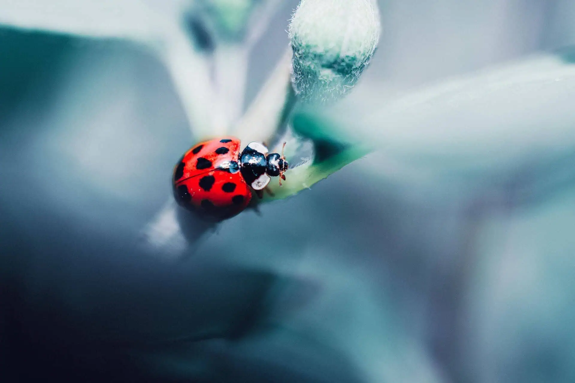 Close-up of a vibrant red ladybug with black spots crawling on a green leaf of a plant. The leaf has a delicate texture, with visible veins, and is slightly curved under the weight of the ladybug. The background is softly blurred, emphasizing the bright colors and details of the ladybug and leaf. Image used for the article Spiritual meaning of ladybugs.