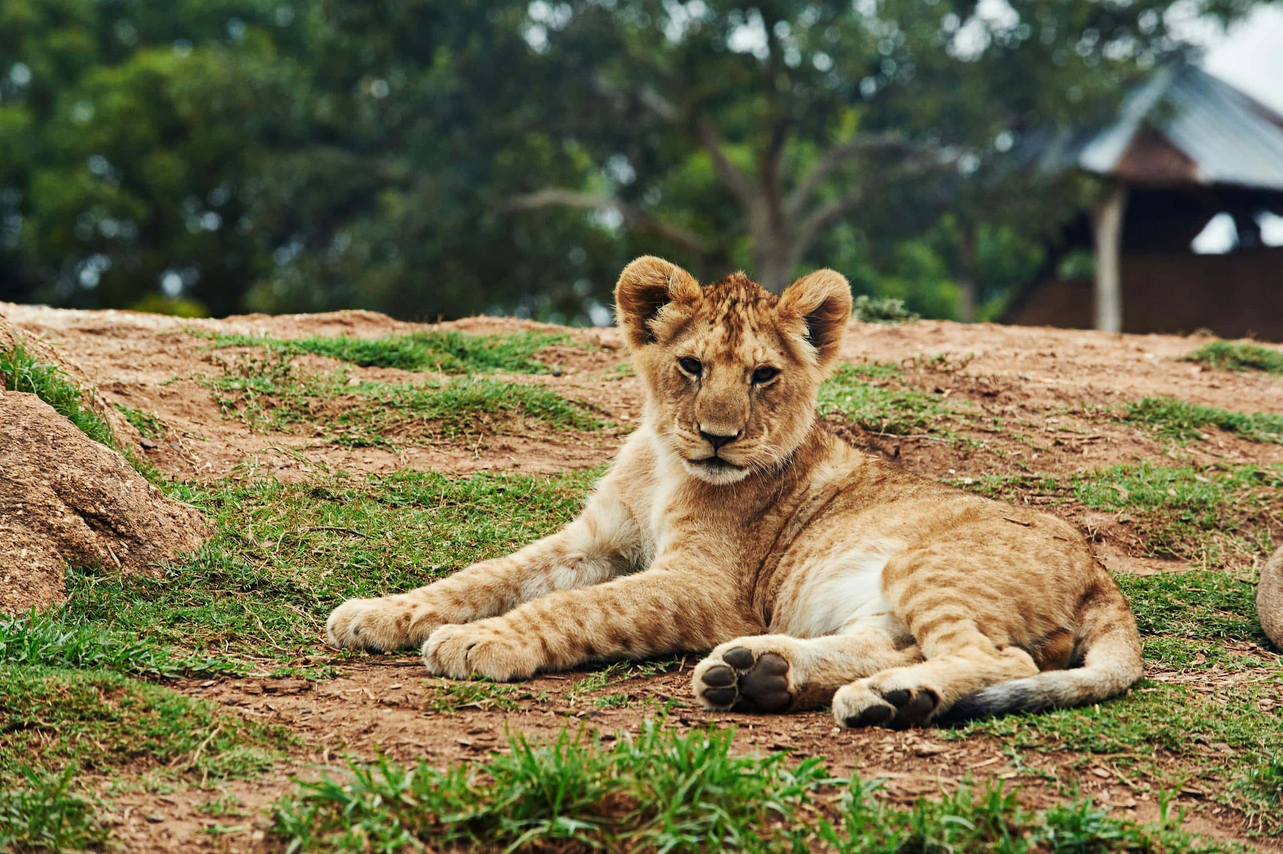 Lion Symbolic Meaning, Spirit Animal, Totem, Dreams and More A lion cub is lying on the ground with its front paws stretched out. The cub has soft, golden fur with faint spots and large, expressive eyes. It appears relaxed and content as it rests on a sandy or earthy surface, surrounded by natural vegetation. The background is slightly blurred, focusing attention on the cub's calm demeanor.