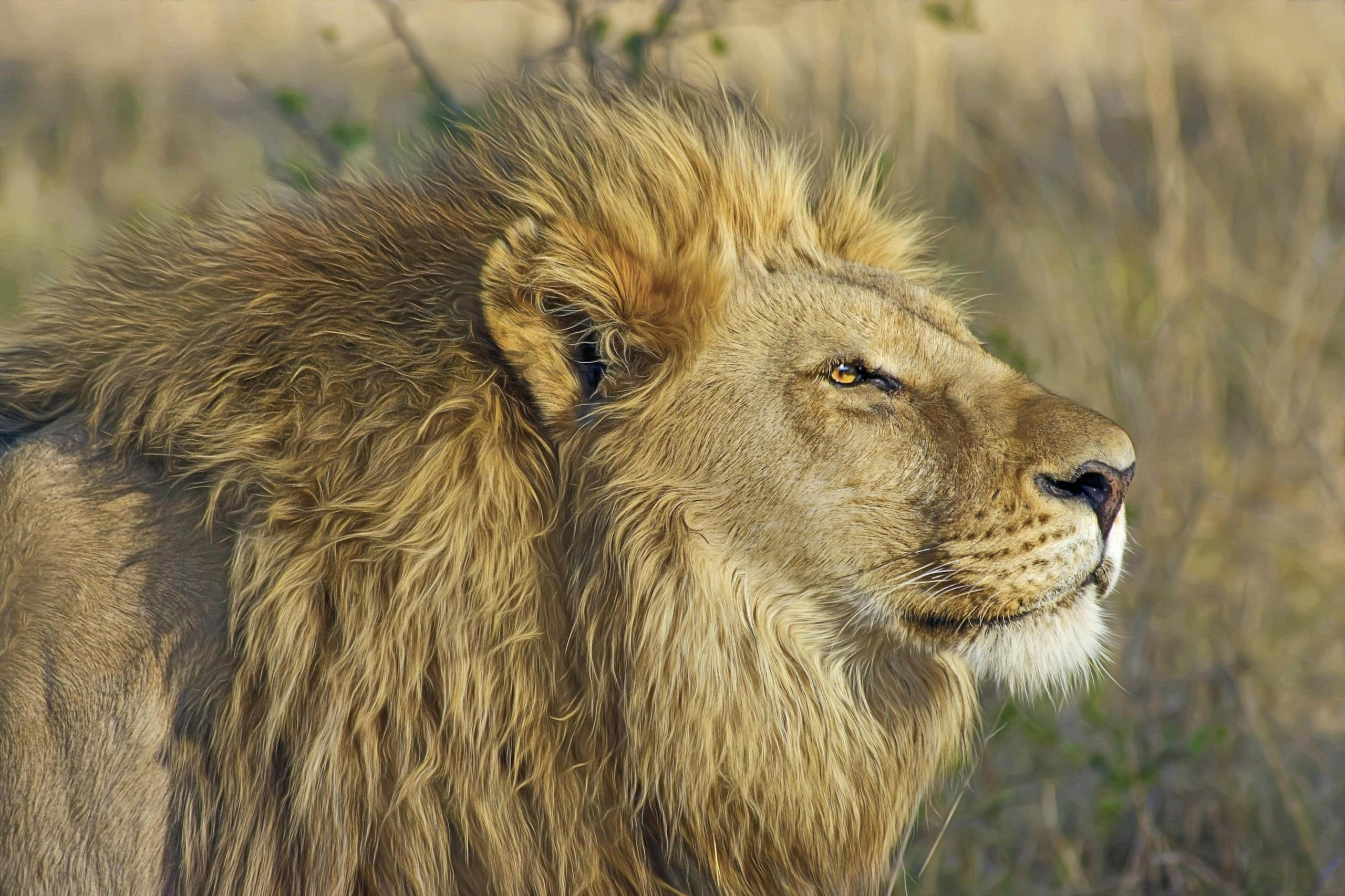 Lion Symbolic Meaning, Spirit Animal, Totem, Dreams and More Image of a majestic lion standing on brown bushes in a natural setting. The lion, with its golden mane, gazes confidently into the distance, highlighting its powerful stance. The dry, brown bushes contrast with the lion's rich fur, emphasizing the wild and rugged environment. Image used for the article Lion symbolic meaning.
