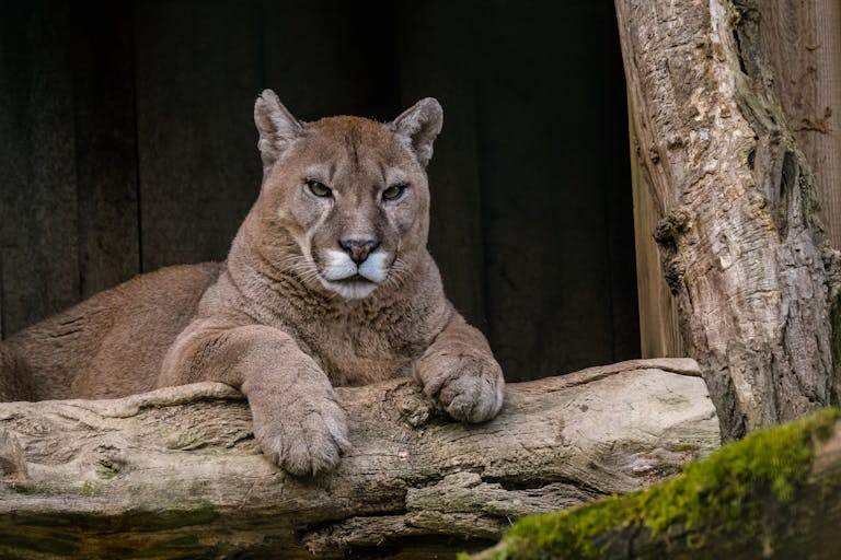 Photo of a cougar standing near a fallen log in a dense forest. The cougar has a muscular build, with tawny fur and piercing yellow eyes, attentively gazing into the distance. The surrounding forest is lush with green foliage, and the log is partially covered in moss, blending into the natural environment. Image used for the article Mountain Lion Spirit Animal.