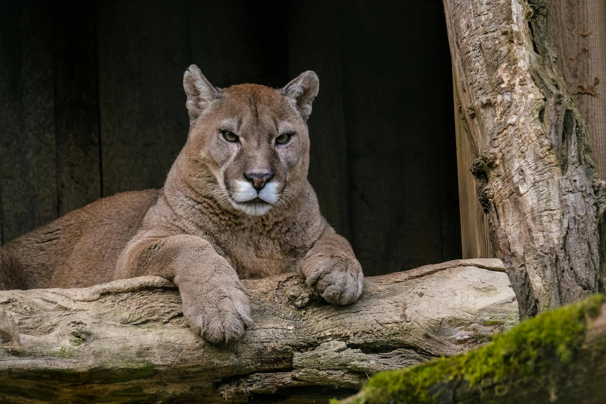 Photo of a cougar standing near a fallen log in a dense forest. The cougar has a muscular build, with tawny fur and piercing yellow eyes, attentively gazing into the distance. The surrounding forest is lush with green foliage, and the log is partially covered in moss, blending into the natural environment. Image used for the article Mountain Lion Spirit Animal.