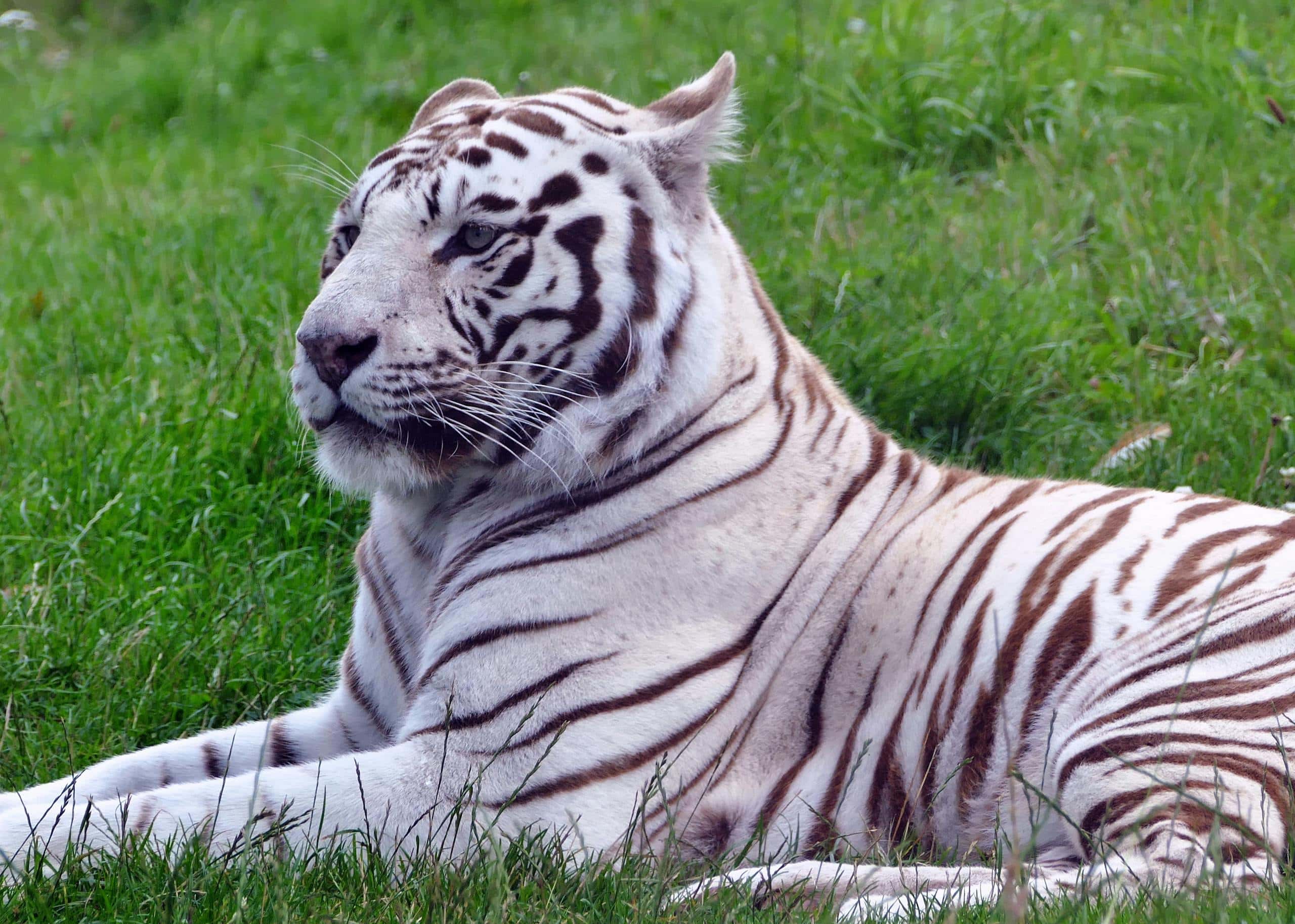 Close-up of a white tiger, featuring its striking blue eyes and distinctive facial markings. The tiger's fur is a bright white with bold black stripes, creating a stark contrast. Its long whiskers stand out against the snowy background, which is softly blurred to emphasize the tiger's regal and mesmerizing appearance.