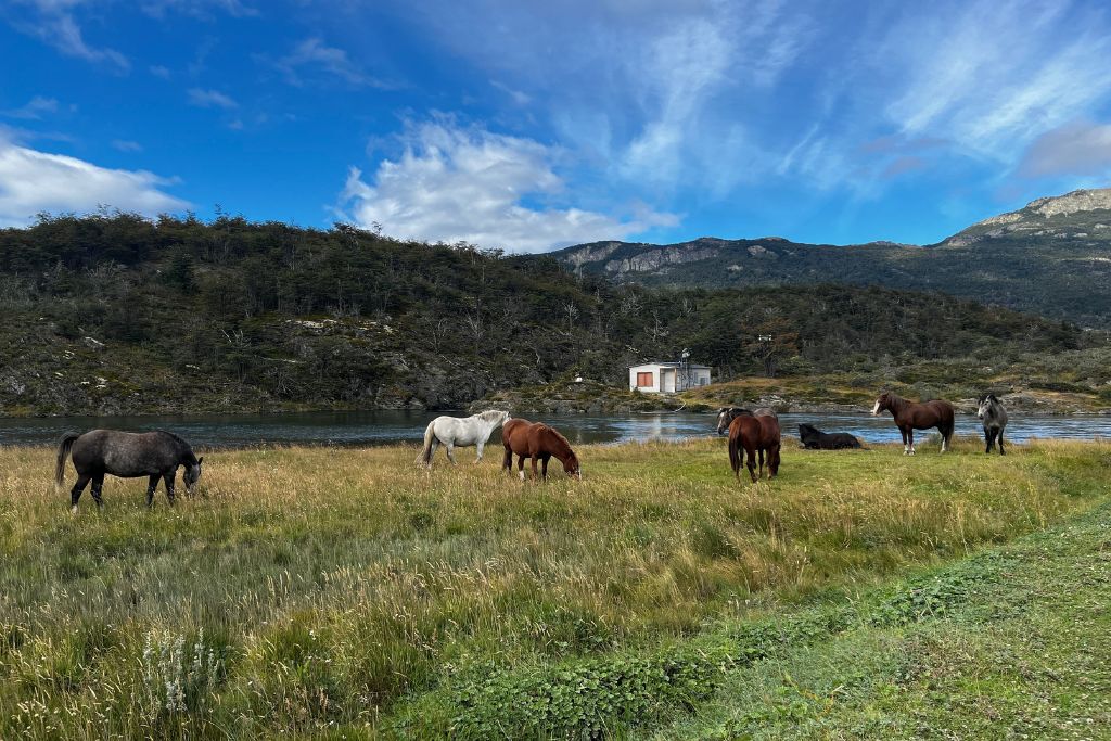 A serene landscape with several horses grazing in an open grassy field beside a calm lake. In the background, a small structure is nestled among lush green hills under a vibrant blue sky with scattered clouds, highlighting the tranquil and natural beauty of this setting.