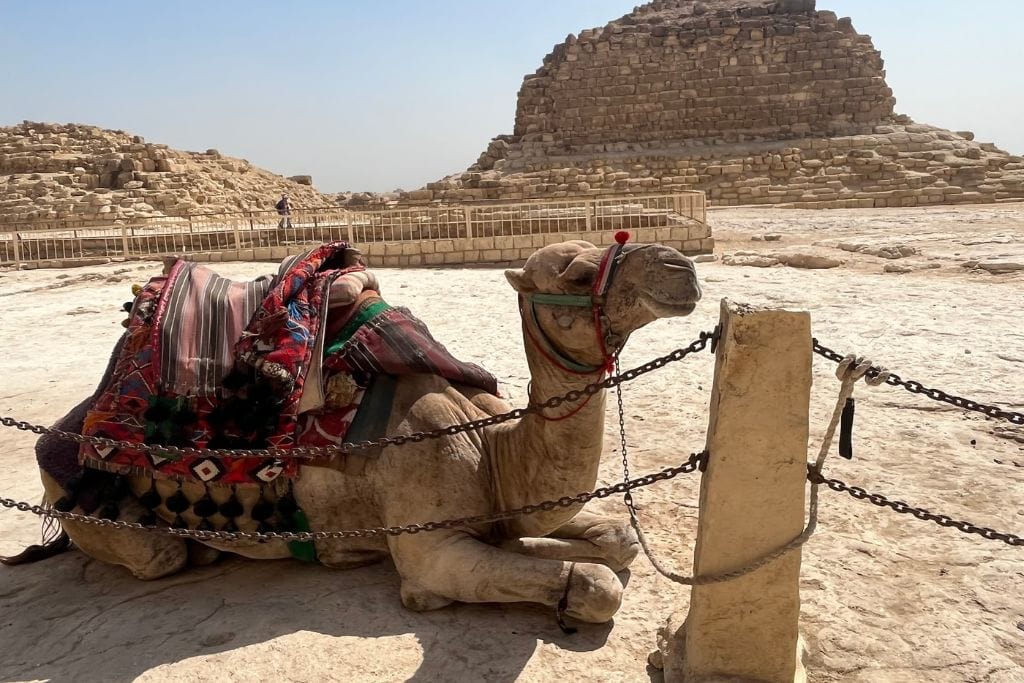 What Do Giza Pyramids Represent Spiritually? A camel adorned with colorful blankets rests on the ground, chained to a post, with the ruins of a smaller pyramid in the background at the Giza Plateau. The scene captures a blend of ancient and modern elements, as the camel is a traditional mode of transport in the region, juxtaposed against the backdrop of the pyramids, which hold deep spiritual significance in Egyptian culture.