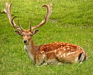 Brown Deer Laying on Grass Field