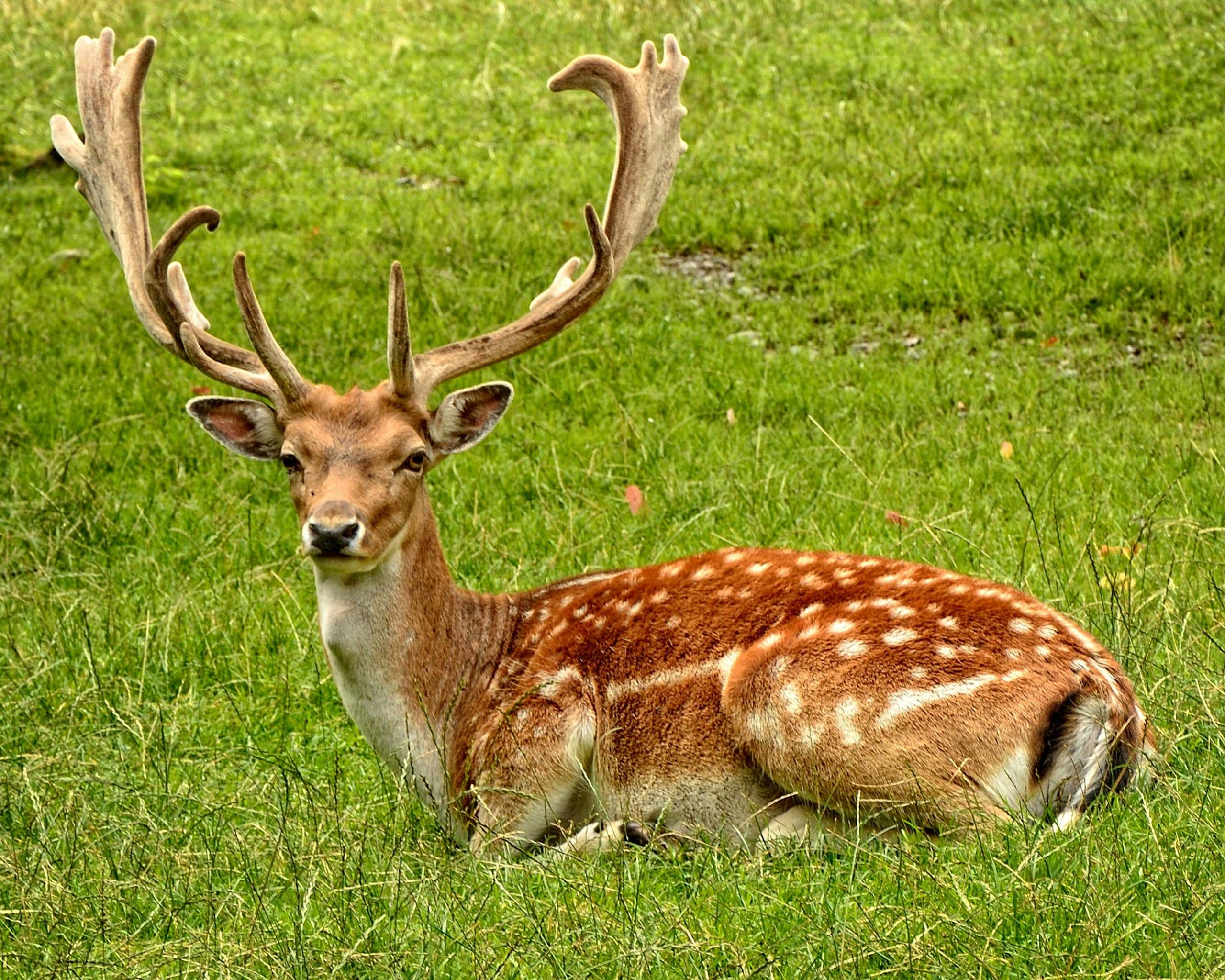 Image of a brown deer is peacefully laying on a grass field, its body relaxed and eyes gently closed. The deer’s fur is soft and rich in texture, blending harmoniously with the surrounding green grass. In the background, the field stretches out with a few scattered trees and soft sunlight filtering through, creating a serene and calming atmosphere. The scene captures the quiet beauty of nature and the tranquil moment of the deer at rest.