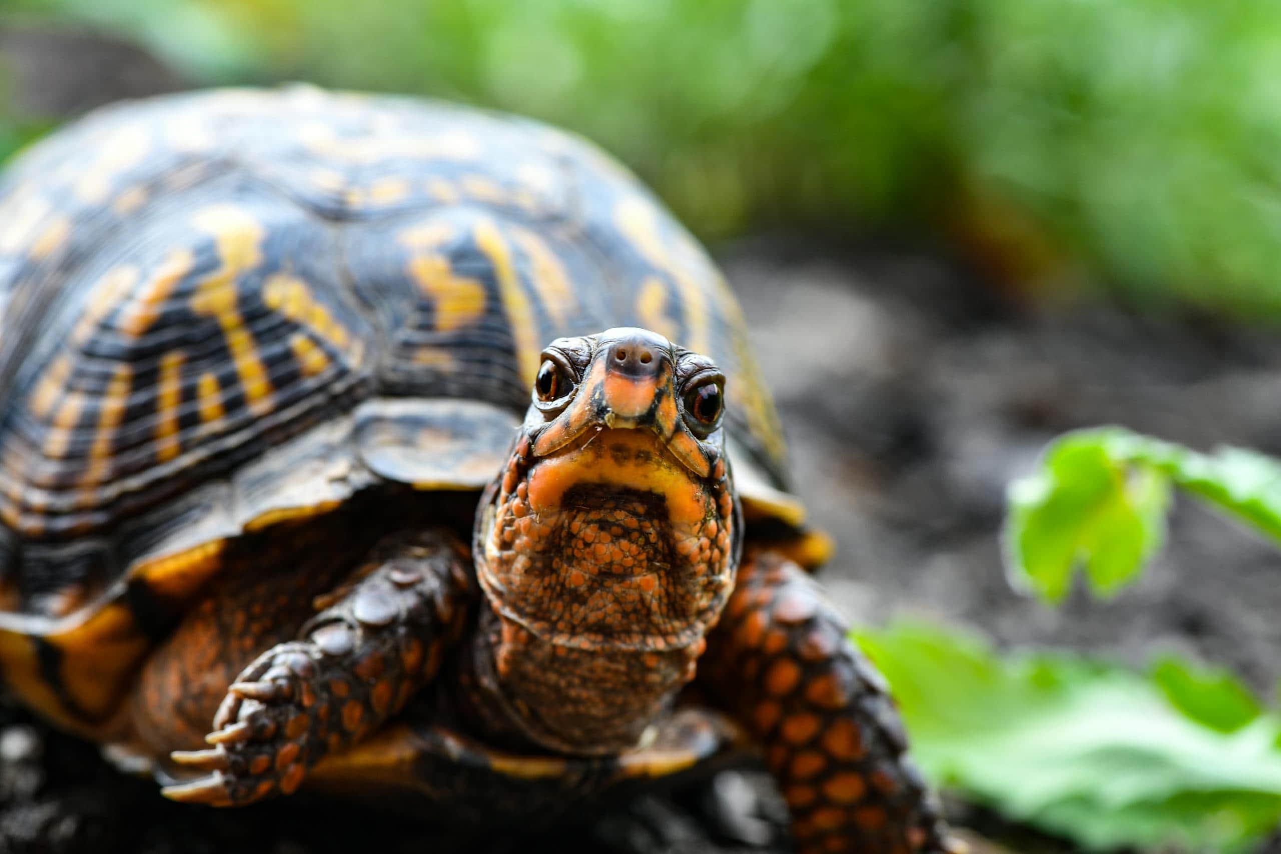 Meaning and Spiritual Significance of Turtles A close-up image of a turtle on the ground, with its head facing forward and eyes open. The turtle's shell features a striking pattern of yellow and dark brown markings, with textured ridges. Its head and limbs, covered in rough, scaly skin, are highlighted in brown and orange tones. The turtle appears to be moving slowly over the soil, with green leaves visible to the right, adding a natural background showing the spiritual meaning of seeing a turtle in dreams.