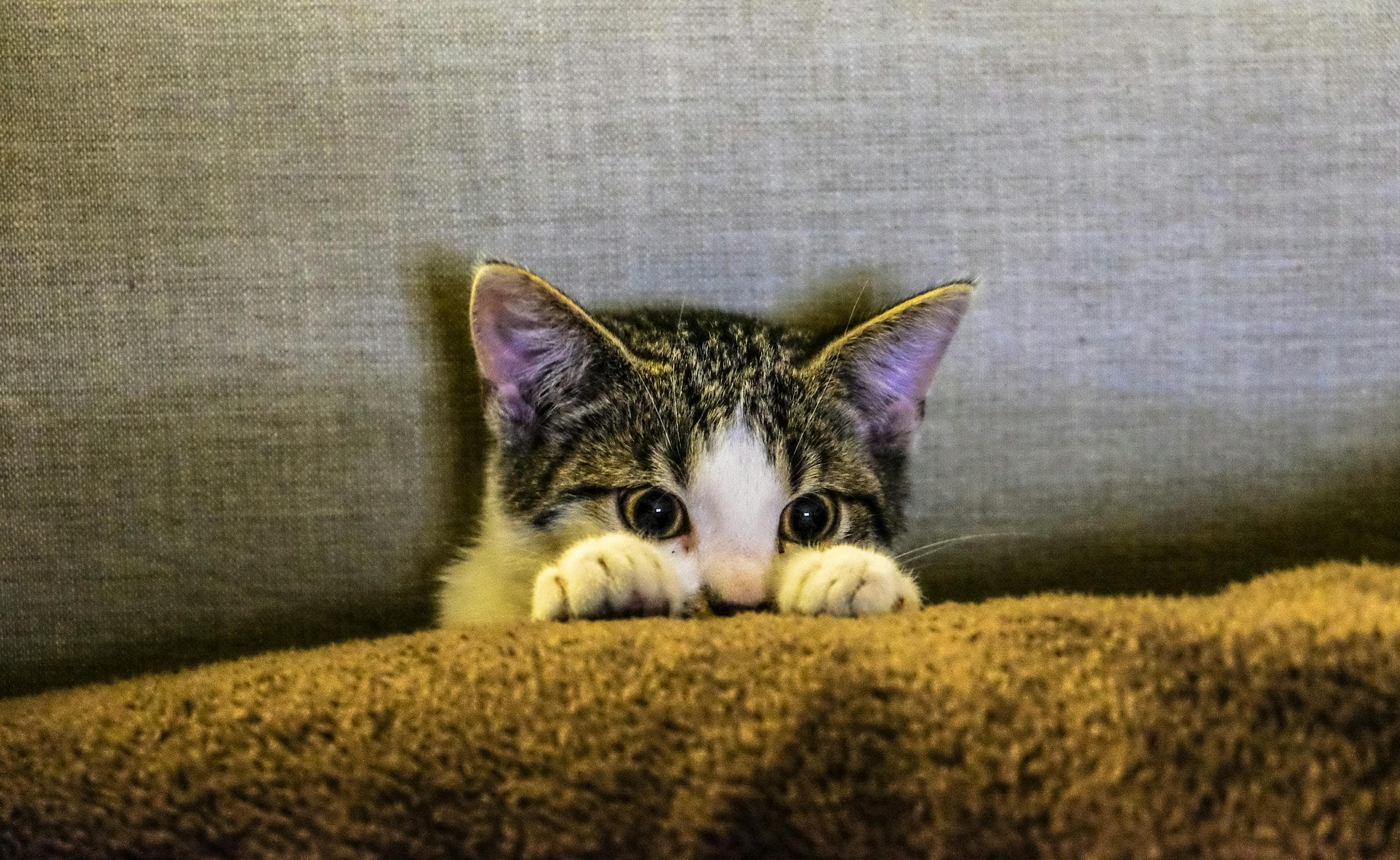 Image of a cute kitten peeking shyly from behind a soft, plush pillow. Only its curious, wide eyes and tiny ears are visible as it hides, creating an adorable and playful scene. The pillow is large and cozy, adding to the kitten's small and delicate appearance. Representing What is February Spirit Animal in Celtic Zodiac & Astrology.