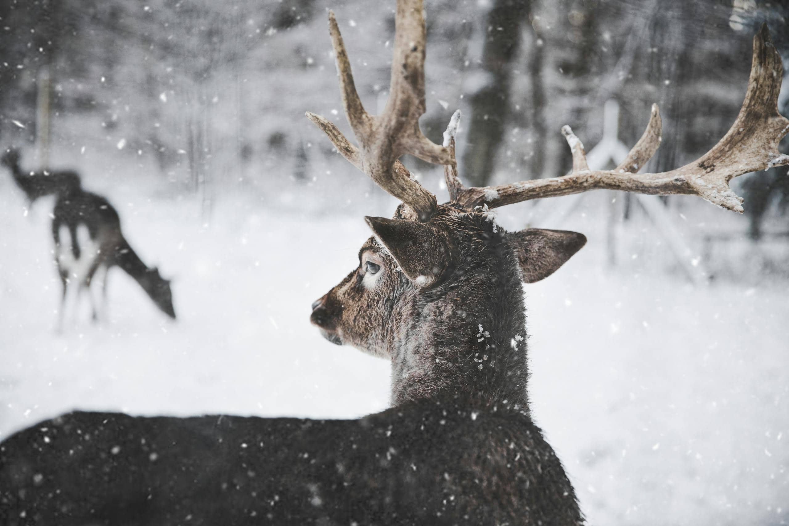 Image of a reindeer standing in a snowy landscape, its thick fur blending with the white surroundings. The reindeer’s large antlers are prominently visible, and its soft breath creates a mist in the cold air. Snow blankets the ground and trees in the background, while gentle snowfall adds to the wintry atmosphere. The reindeer appears calm and majestic, embodying the spirit of the winter wilderness. Image used for the article Deer Spirit animal.