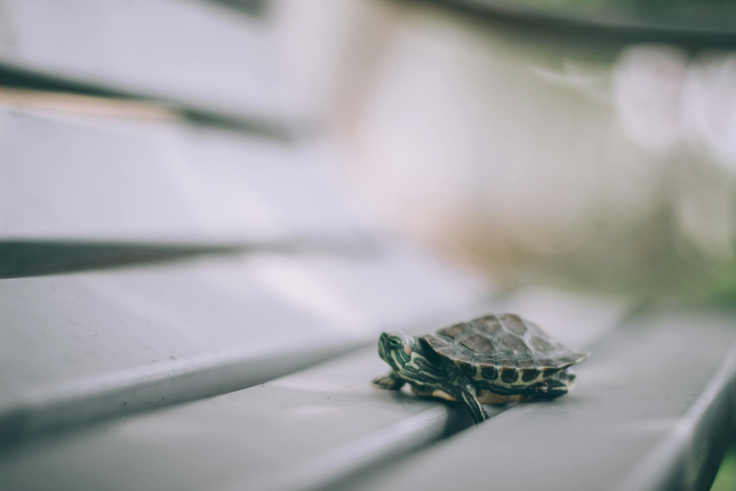 Meaning and Spiritual Significance of Turtles A close-up, selective focus photograph of a turtle sitting on a wooden bench. The turtle, positioned in the center, has a brown and green patterned shell, with its head slightly raised and eyes open as it looks ahead. The shallow depth of field blurs the background, highlighting the texture of the turtle's shell and skin while softening the surrounding details of the bench and environment. Sunlight gently illuminates the turtle, casting soft shadows, and enhancing the natural tones of both the turtle and the wood grain of the bench showing the spiritual meaning of turtle.