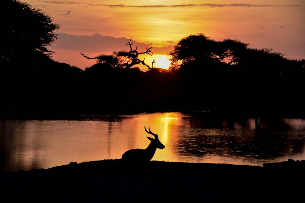 Image of a silhouette view of an animal standing beside a calm lake at dusk. The animal's dark outline is reflected in the still water, with soft ripples breaking the surface. The sky is a gradient of warm orange and deep blue as the sun sets, casting a peaceful glow over the scene. Trees and distant hills form part of the tranquil backdrop, enhancing the quiet beauty of nature.